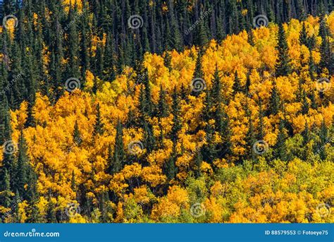 Colorado Aspen Autumn Fall Colors Stock Image - Image of outdoors ...