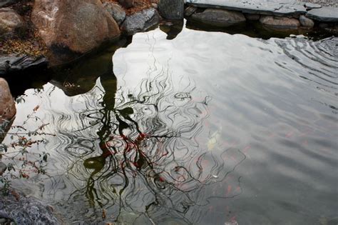 Image result for Spring Pond Reflection