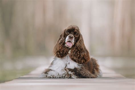 Cocker Spaniel Dog Lifespan at Randy Stambaugh blog