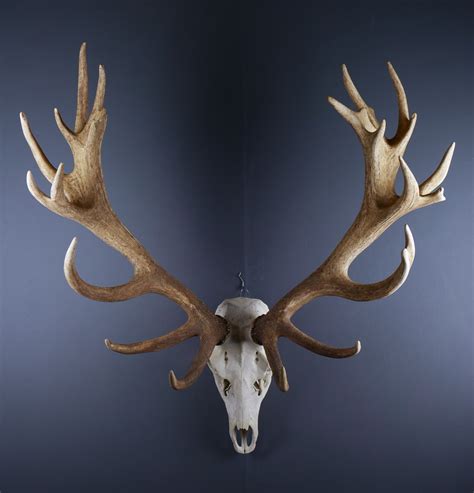 English Red Deer Stag Skull and 25 point Antlers AHS328 | Antlers Horns ...