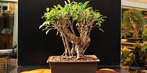 Image result for Tree Root Bridge