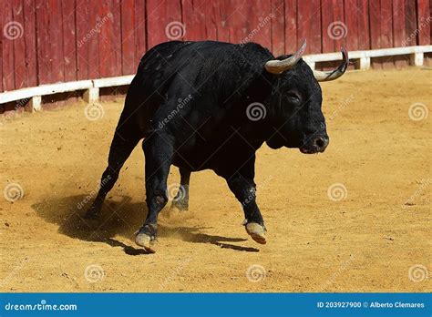 Spanish Fighting Bull Running on a Traditional Spectacle of Bullfight ...