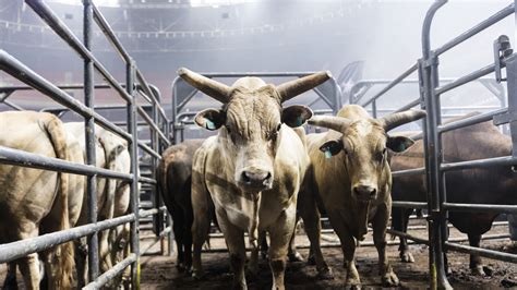 PBR Shop Australia | PBR Australia Merchandise
– PBR Australia Shop