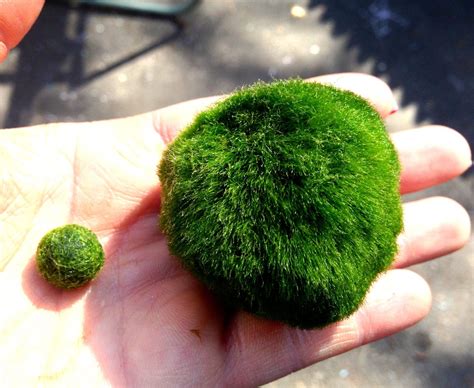 Marimo Moss Balls: Low-Maintenance Beginner Plants | BettaSmart