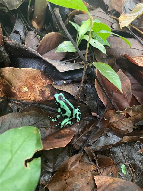 Green And Black Poison Dart Frog Habitat: Ultimate Survival Secrets ...