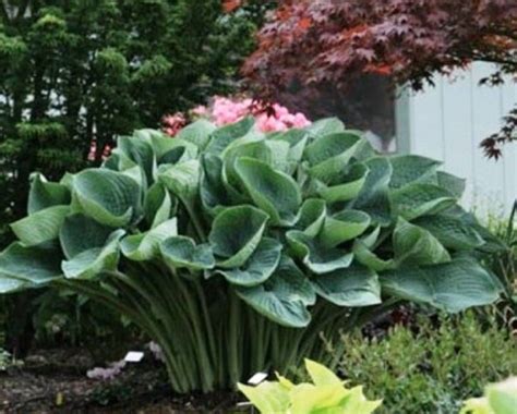 23 Giant Hosta Garden Ideas You Should Look | SharonSable