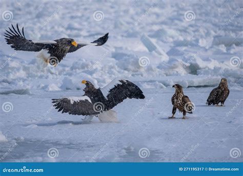 Two Steller Sea Eagles Seem To Be Arguing. the Bald Eagle Watched Them ...