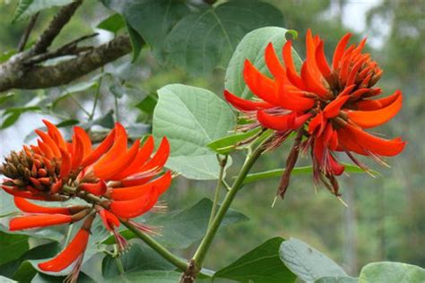 Natural Dye of the Week: Flame of the Forest
