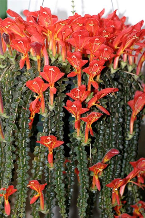 Columnea microphylla
