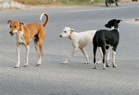 After Removing Beggars Ahead Of Ivanka Trump's Visit, Hyderabad Is Now ...