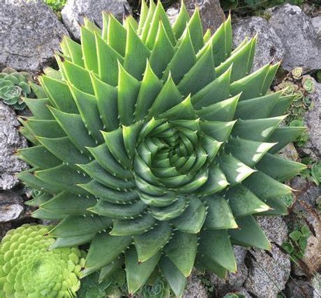 自然の美、完璧な幾何学模様を描く植物の写真いろいろ | Fractals in nature, Plants, Unusual plants