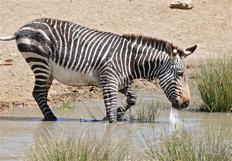 Definitive Guide To Mountain Zebra Facts, Habitat, Conservation Status, Zoo Populations ...