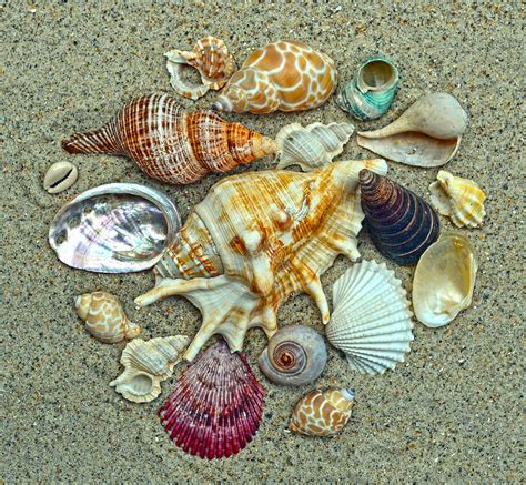 Sea Shell Collections 的图像结果