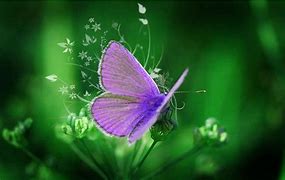 Image result for Purple Butterfly Bunny