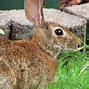 Image result for Underground Rabbit Nest