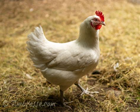 American Bresse Chickens: The Triple-Purpose Chicken