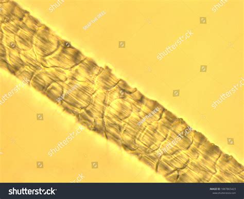 Image result for Wool Under a Microscope