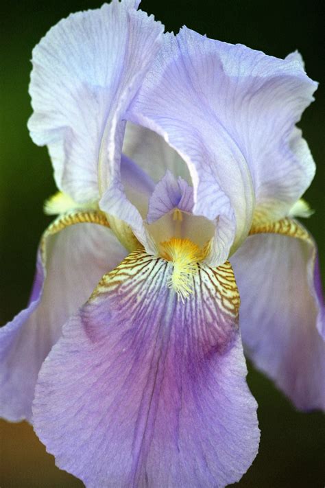 Image result for Iris Vision Order Form