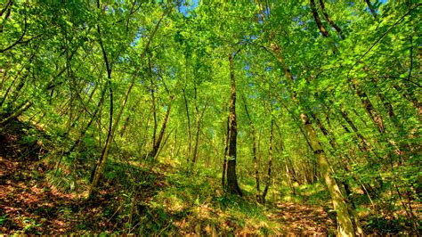 Forest Tree 的图像结果