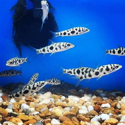 Predatory Fins Fish Store 的图像结果