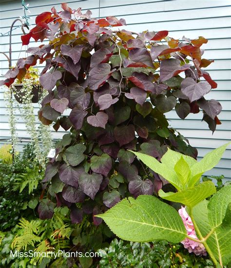 Weeping Redbud - Miss Smarty Plants