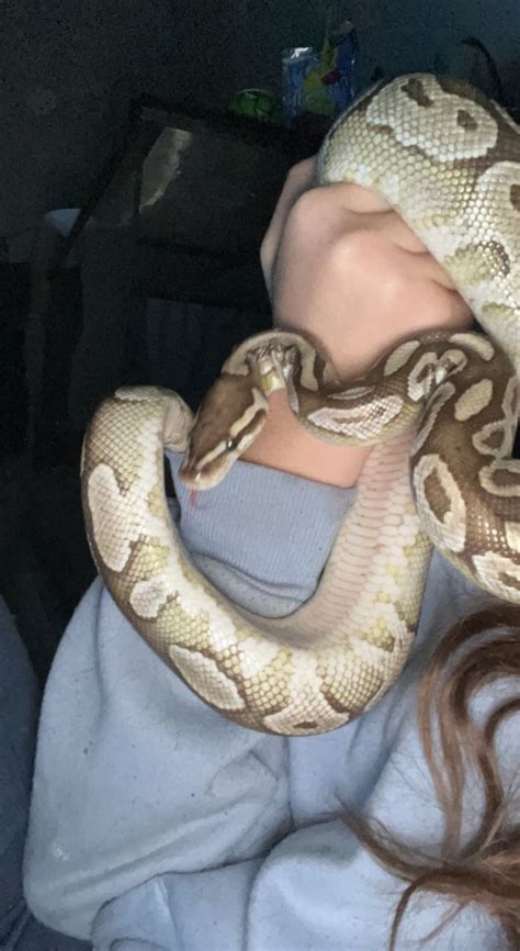 Image result for Python Full-Grown