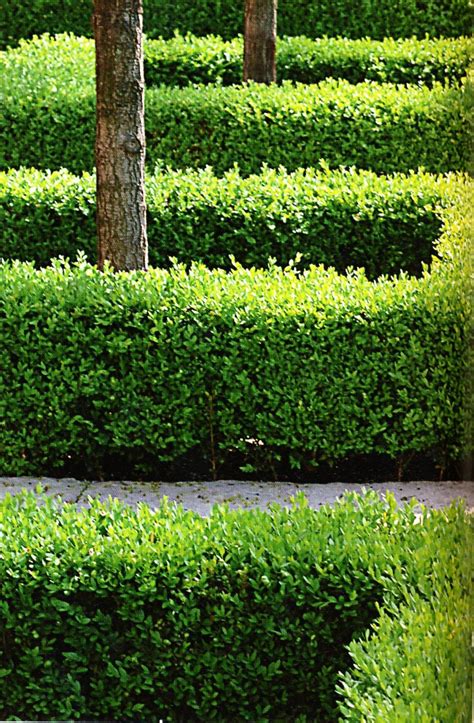[Download] 94 Types Of Boxwoods For Hedges - Télécharger