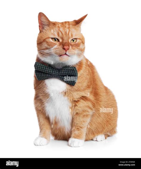 Cute cat with bow tie isolated on white Stock Photo - Alamy