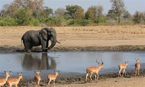 Kruger National Park Tourism (2023): Best of Kruger National Park ...