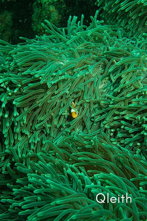 Fish Swimming 的图像结果