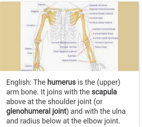 bones in our arm is joined to our shoulder by _____joint - Brainly.in