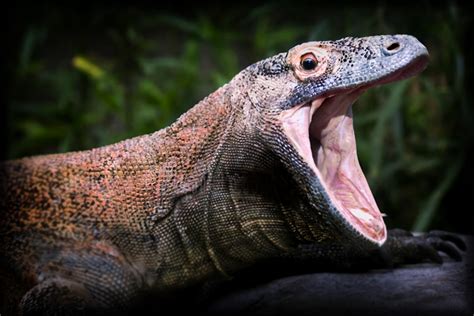 Komodo Dragon Bite, Teeth and Venom - Pets With Scales