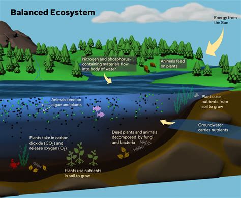 Healthy Balanced Ecosystems