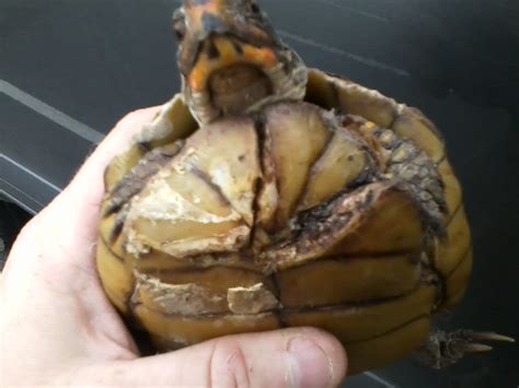 Image result for How to Fix a Broken Turtle Shell