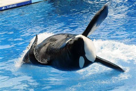 La verdad del video viral de la orca que supuestamente atacó a su ...