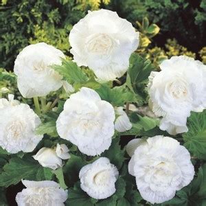 LIVE GREEN Flower Bulbs | Begonia White Exotic Important flower Bulbs ...