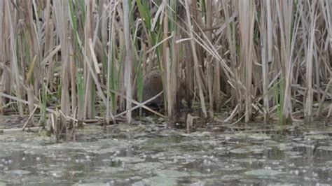 Image result for Copulation in Animals