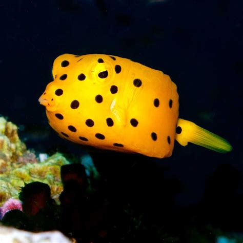 Image result for Boxfish Facts