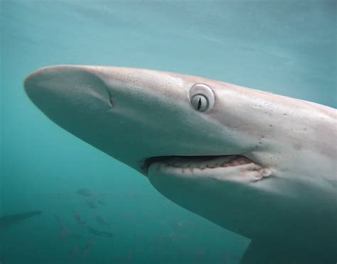 How To Catch Bronze Whaler Shark at Maria Couch blog