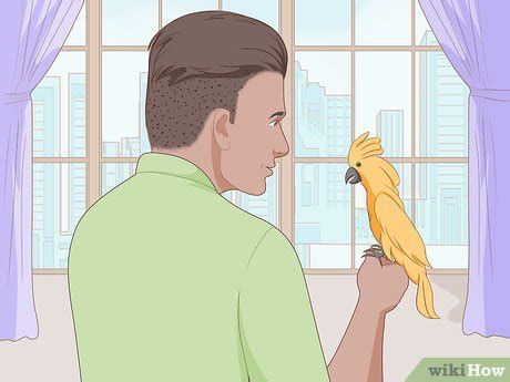 Image result for Bird Training Discrimination Task