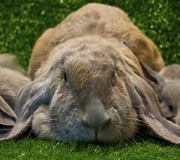 Image result for English Lop Bunny