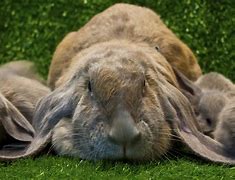 Image result for Dutch Lop Eared Rabbit