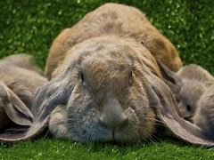 Image result for Dwarf Lop Rabbit Breeds
