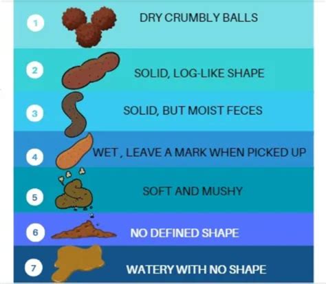 Why Does My Dog Have Orange Diarrhea: Causes & Solutions