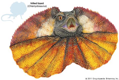Frilled Dragon Lizard