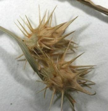 Bildergebnis für goathead thorns