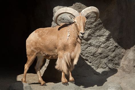 AOUDAD – BARBARY SHEEP | Diamond Outfitters