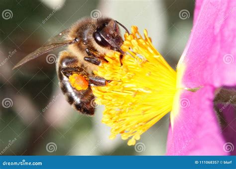 Honey Bee Collecting Pollen on Flower Stock Image - Image of insects ...