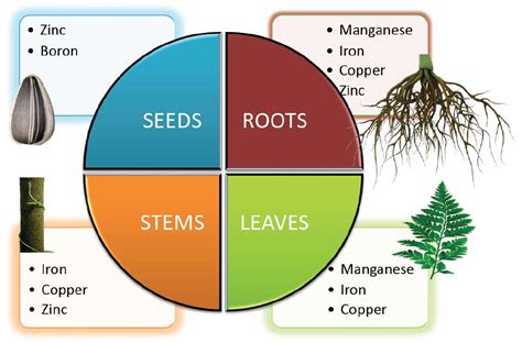 Proteomic and Genomic Studies of Micronutrient Deficiency and Toxicity in Plants