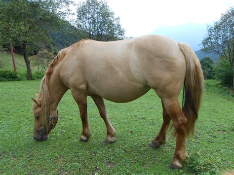 Red Dun Horses - The Equinest